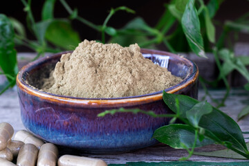 Andrographis paniculata herbal extract powder.
