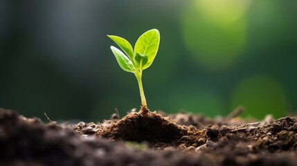 picture of delicate young plant growing from soil