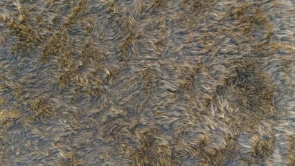 Dried autumn grass looks like animal fur