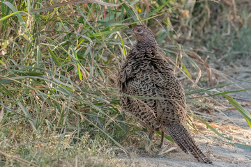 Female phasianus standing next to the road 