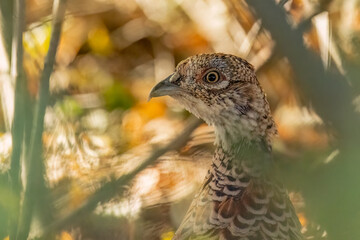 Female phasianus is hiding in the bush
