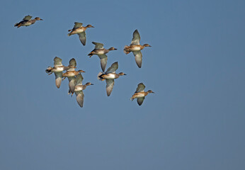 gadwalls are flying