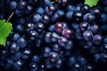 Fototapeta premium Flat lay background of vines, lots of organic blue dark grapes.