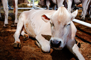 Obraz na płótnie Canvas Portrait cows in stall eating hay. Dairy farm livestock industry.