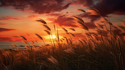 Sunset over grass blowing in the wind