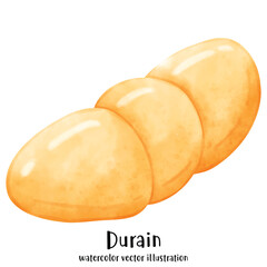 Durian ,Watercolor Durian, Vector illustration