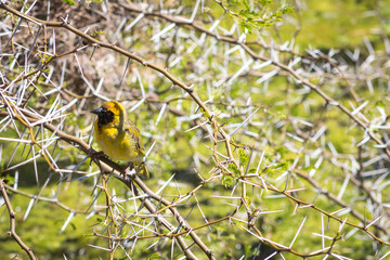 The cape weaver is small but alert, resting on a tree with sharp thorns. He sees the texture of the...
