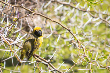 A tiny cape weaver perches on a spiky branch, gazing at the lens. The thorn tree creates a striking contrast with its intricate pattern.