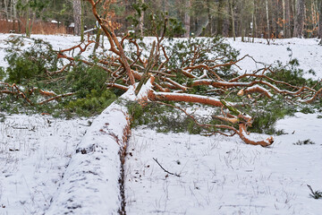 A green pine tree felled by a strong hurricane wind in a winter forest