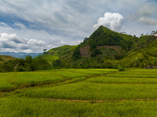 Obraz premium Agricultural land with paddy fields. Rice fields and mountain hills. Mindanao, Philippines.