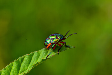 close-up photo of insect revealing little details that cannot be seen with the naked eye Insects are invertebrates, some with wings and some without. There are both small and large.