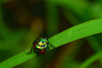 close-up photo of insect revealing little details that cannot be seen with the naked eye Insects are invertebrates, some with wings and some without. There are both small and large.