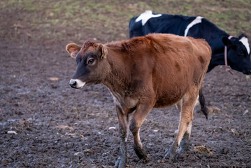 ジャージー種の子牛