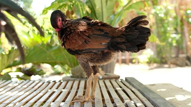 Domestic chicken standing with blurred background and selective focus. View of a hen.