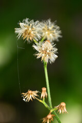 bee on a flowerVernonia cinereaLess. The trunk has a crest and soft hairs. The flowers bloom at the end of the flowers and are purple. Older flowers are white. The seeds have long white hairs