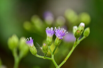 Vernonia cinereaLess. The trunk has a crest and soft hairs. The flowers bloom at the end of the flowers and are purple. Older flowers are white. The seeds have long white hairs