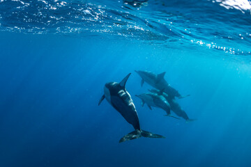 Fototapeta premium Underwater photo of wild dolphins, Australia