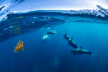 Underwater photo of wild dolphins, Australia