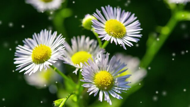 Many small flowers with small white petals, yellow stamen on green stem on green background. Many white blurry fluffy fluff spots flying in air around flower. Natural nature background. Seamless loop