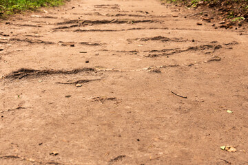 Fototapeta na wymiar Forest path with tree roots for relaxing walks