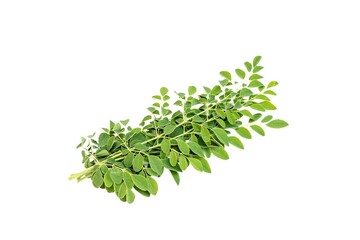 Moringa leaves harvested on a white isolated background