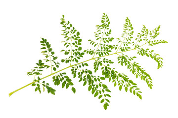 Moringa fresh green leaves 