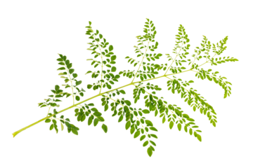 Moringa fresh green leaves 