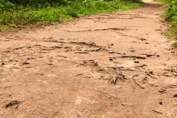 Forest path with tree roots for relaxing walks