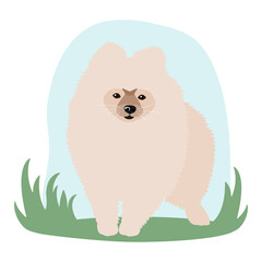 A pomeranian dog on a walk vector illustration. Dog breeding.
