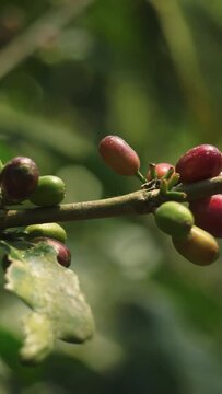 Branch with coffee beans from Guatemala Vertical Video 
