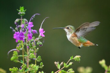 Close-up of a buffy hummingbird (Selasphorus rufus) in flight in front of flowers