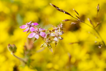 A close-up view of a delicate pink wildflower standing out amidst the vibrant yellow St. John's Wort flowers and lush Sedum Acre, creating a striking contrast in a field. Pink Wildflower Amidst Yellow