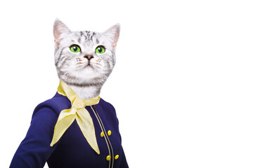 Portrait of a cat wearing a stewardess costume isolated on a white background