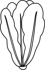 lettuce outline clipart
