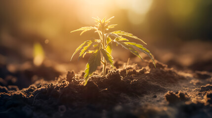 Bush marijuana cannabis on blurred background at sunset with sun light, cbd banner.
