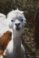 Face of a llama © Sofiia Tyshchenko