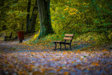 Autumn alley in the park with an empty bench. Poland - obrazy, fototapety, plakaty