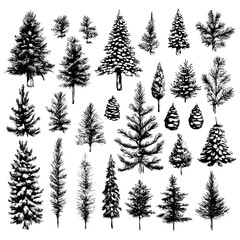 Christmas sketch tree and pine, fir branch vector set. Evergreen plant. Winter nature illustration black line on a white background.