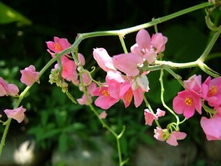 Pink Flowering Vine