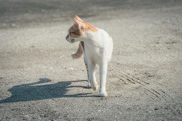 radiant prowess cat in a sunlit morning stroll