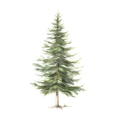 Watercolor illustration of tree fir on white background.