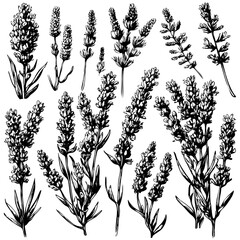 Vector collection of lavender plants flowers and twigs, hand drawn. Botanical set of sketches of flowers and branches. flowers herbs. Nature baroque Drawing engraving sketch retr
