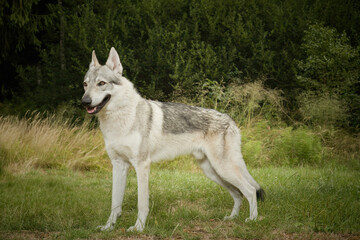 Naklejka na ściany i meble Youth male of czechoslovak wolfdog posing outdoor in nature