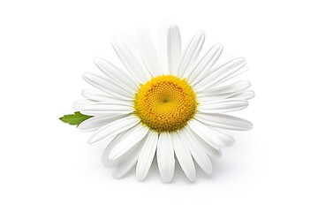 Common daisy isolated on white background.