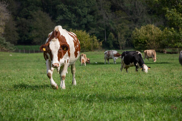 Fototapeta na wymiar great and amazing cattle of north italy
