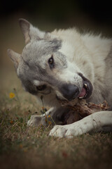 Youth male of czechoslovak wolfdog eating bone outdoor in nature