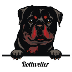 Rottweiler - Color Peeking Dogs - breed face head isolated on white