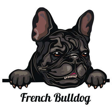 French Bulldog - Color Peeking Dogs - breed face head isolated on white