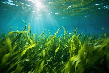 Fototapeta na wymiar green grass and sunlight in the water