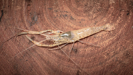 Fresh Water Shrimp, close up detail, isolated on a wooden background, Murray River, South Australia.